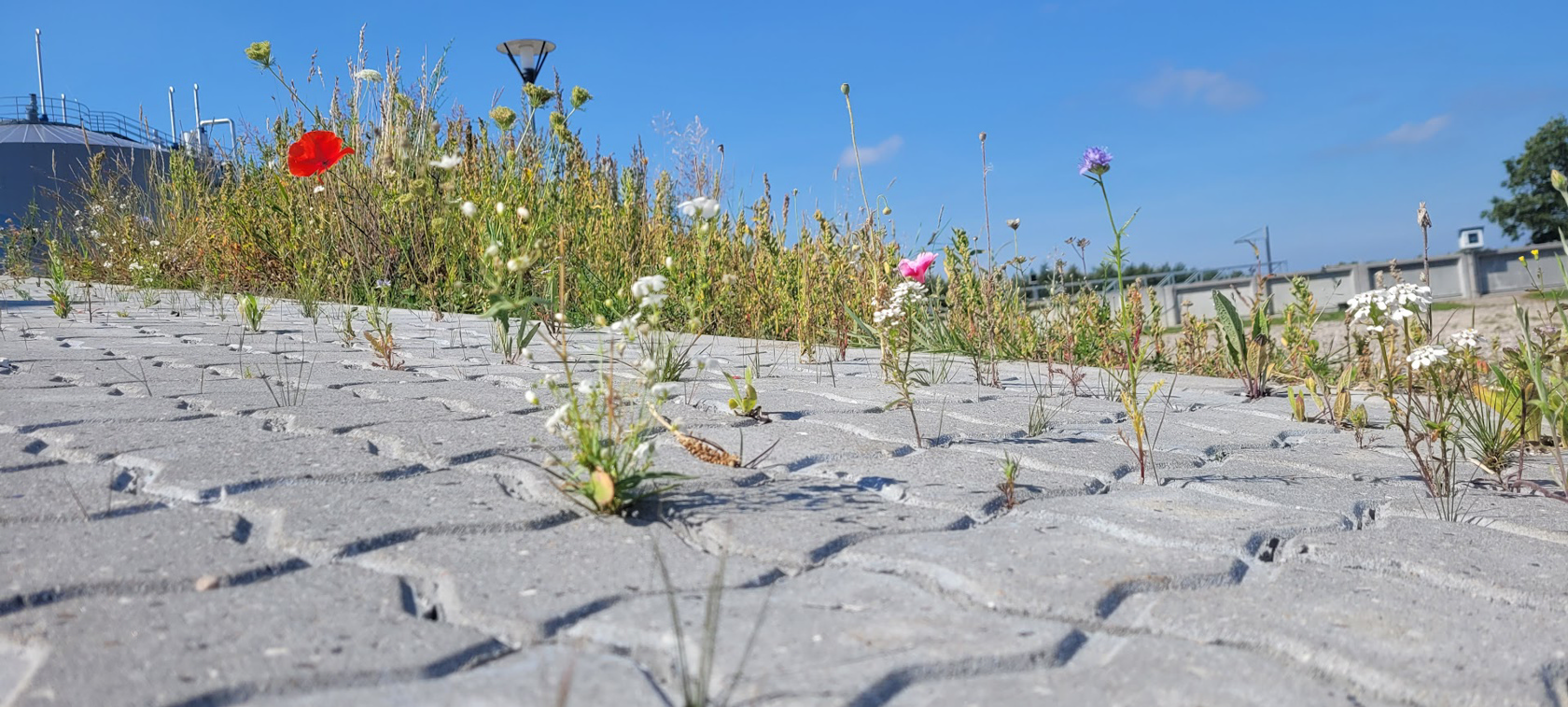 Sommerblomster ved Himmerlands Renseanlæg. Foto: Ren Forsyning Mariagerfjord.