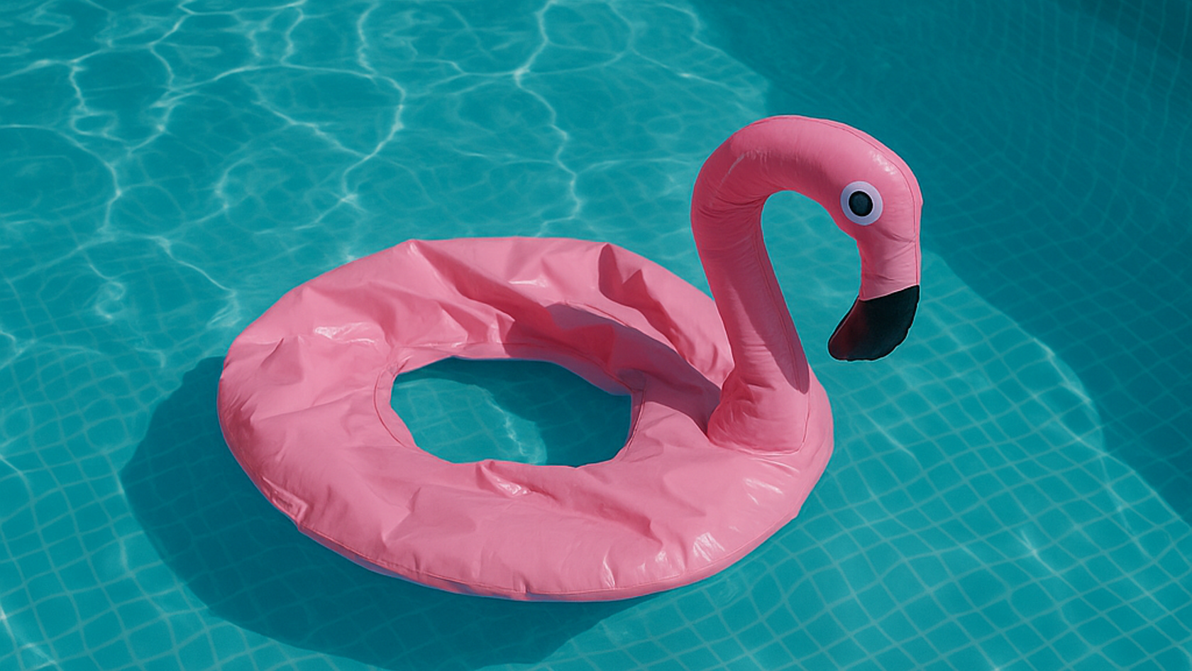 Badedyr i svømmebassin.