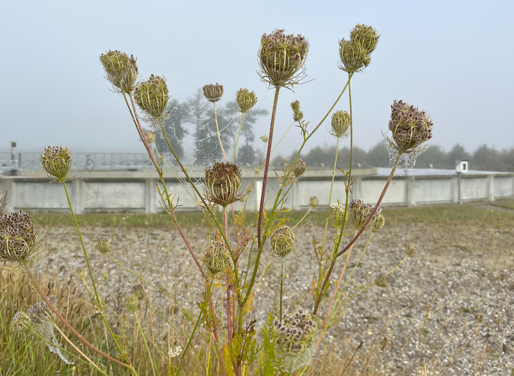 Blomsterfrøstande ved Himmerlands Renseanlæg. Foto: Ren Forsyning Mariagerfjord.