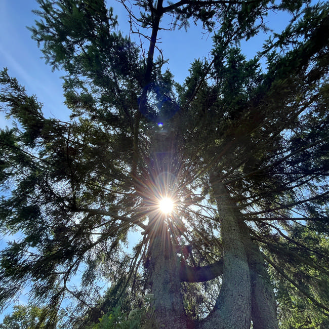 Trætop med solstrejf. Foto: Ren Forsyning Mariagerfjord.
