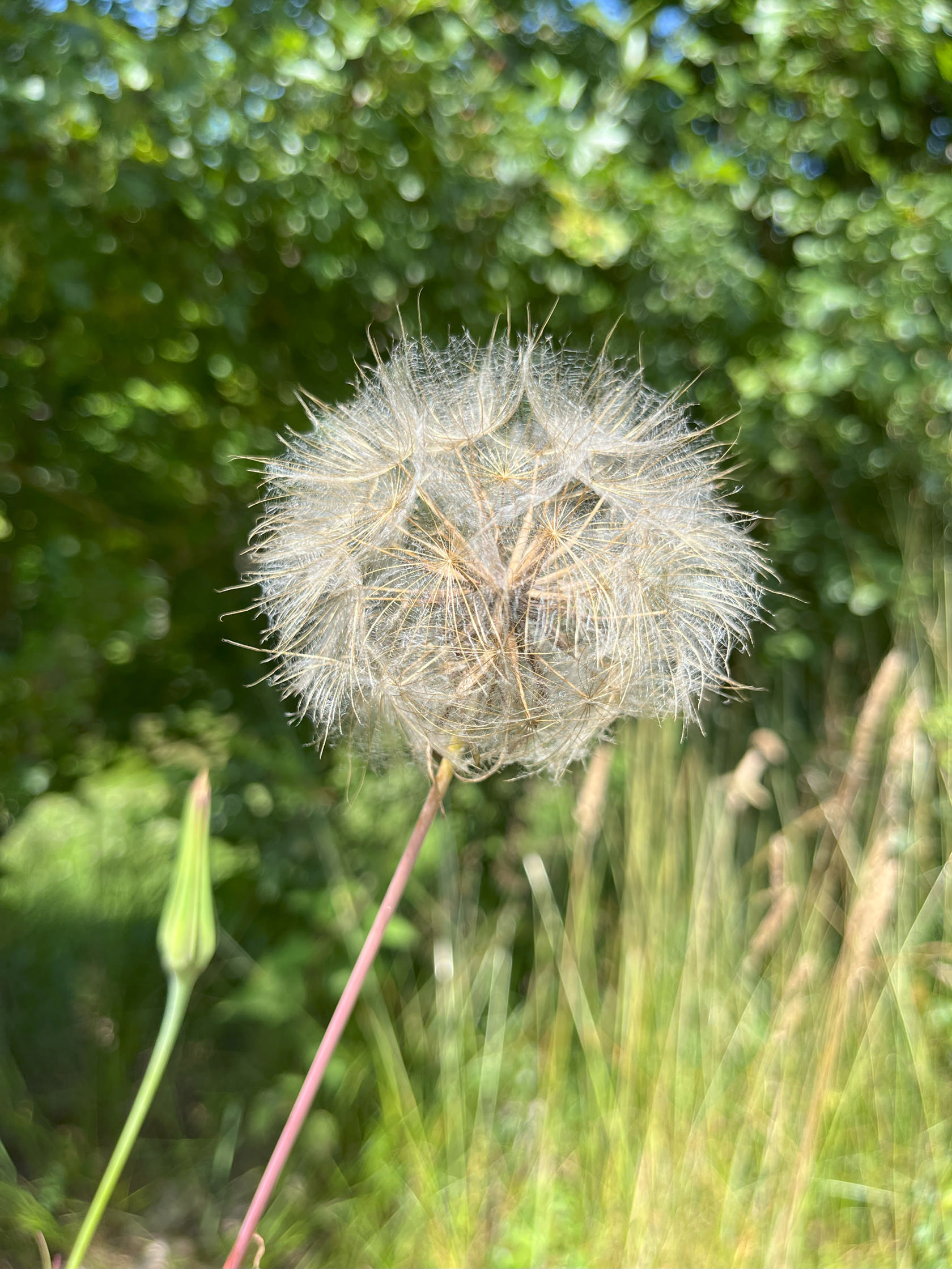 Frøstand af mælkebøtte. Foto: Ren Forsyning Mariagerfjord.