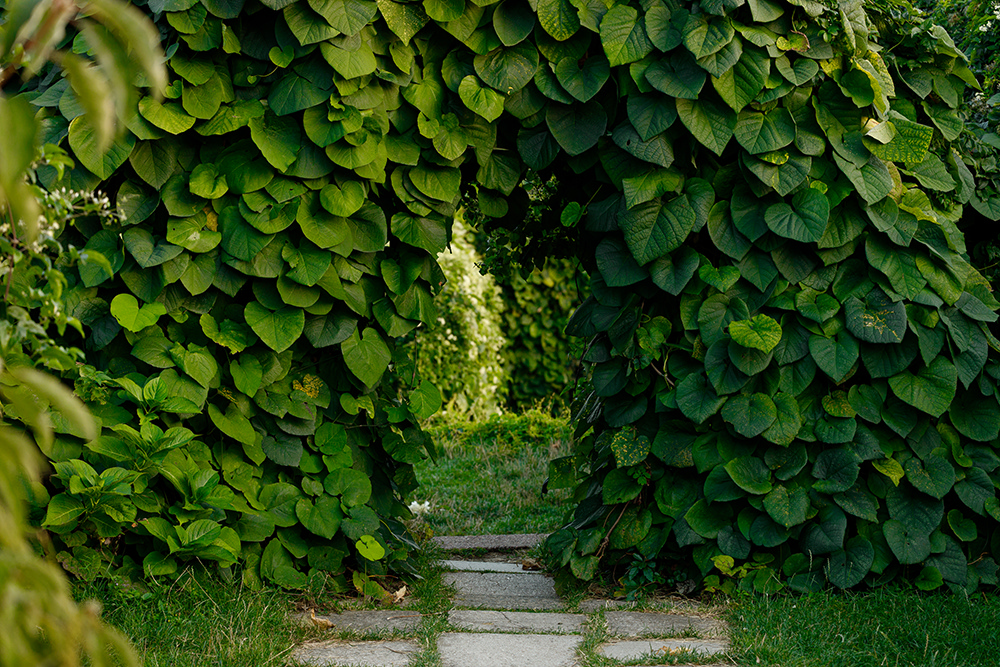 Sti med hængende beplantning